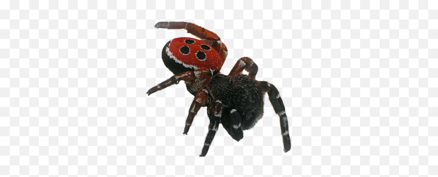 Big Dangerous Spider - 26226 Transparentpng Uk Endangered Species List Emoji,Hairy Heart Emoji