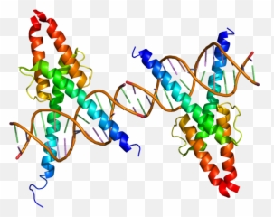 Dna Clipart Wikipedia Dna Wikipedia Transparent Free For - Dna Emoji,Nutting Emoji