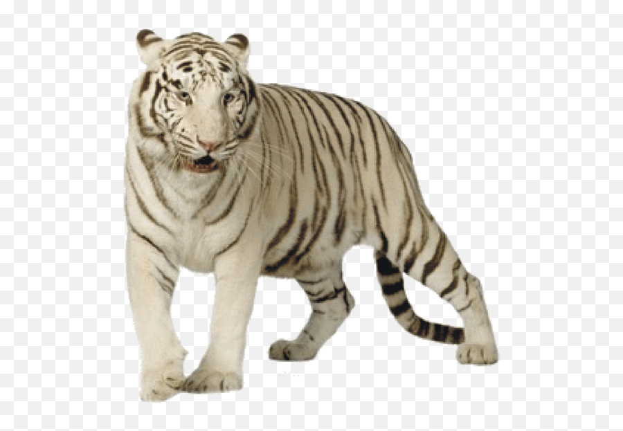 White Tiger - White Tiger Png Emoji,White Tiger Emoji