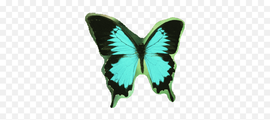 Idaho Stickers For Android Ios - Butterfly Animals In Rainforest Emoji,Butterfly Emoji Android