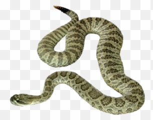 Snake Png And Vectors For Free Download - Transparent Background Emoji