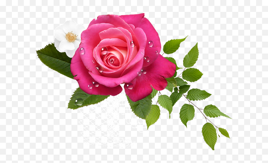 1 Free Flower Arrangement Arrangement Images - Think About You Get Well Soon Emoji,Dead Rose Emoji