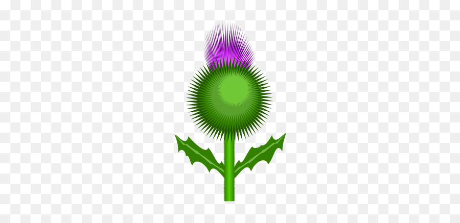 Scottish Thistle - Scottish Thistle Cartoon Emoji,Weed Leaf Emoji