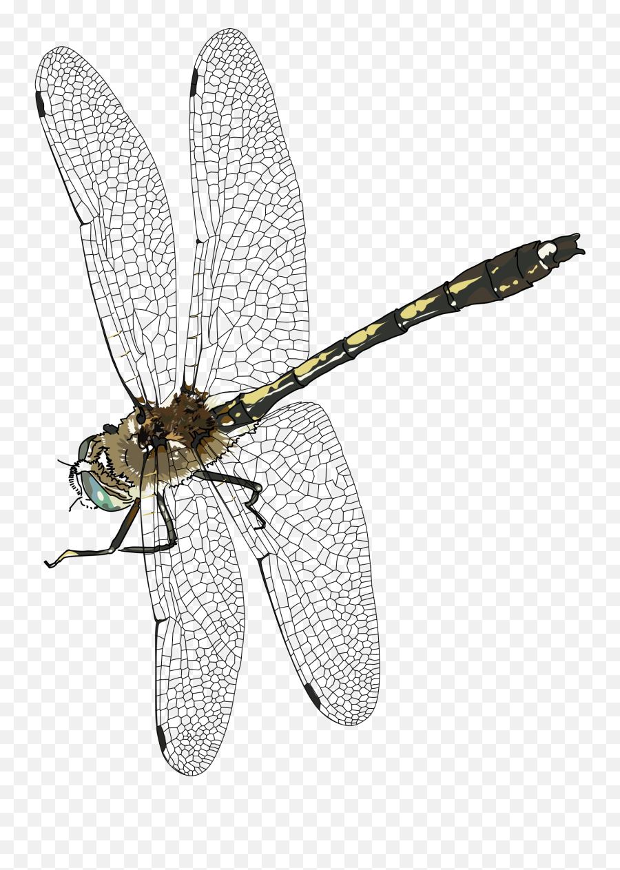 Dragonfly Svg Transparent Png Clipart - Dragonfly Transparent Emoji,Dragonfly Emoji