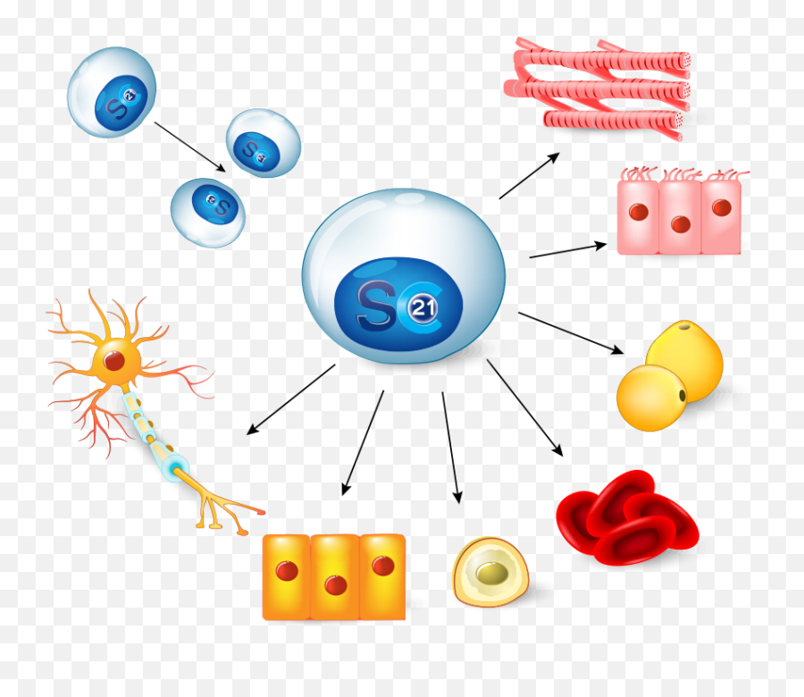 Stem Cell Therapy - Stem Cell Emoji,Steam Salt Emoticon