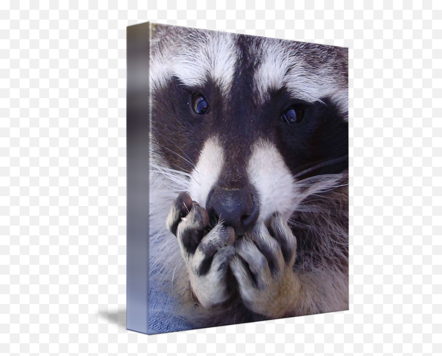 Raccoon - Raccoon Hands Emoji,Raccoon Emoji