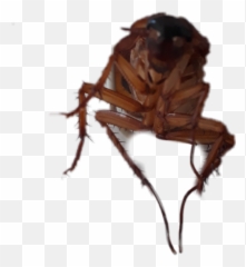 Cockroaches - Insect Emoji,Cockroach Emoji