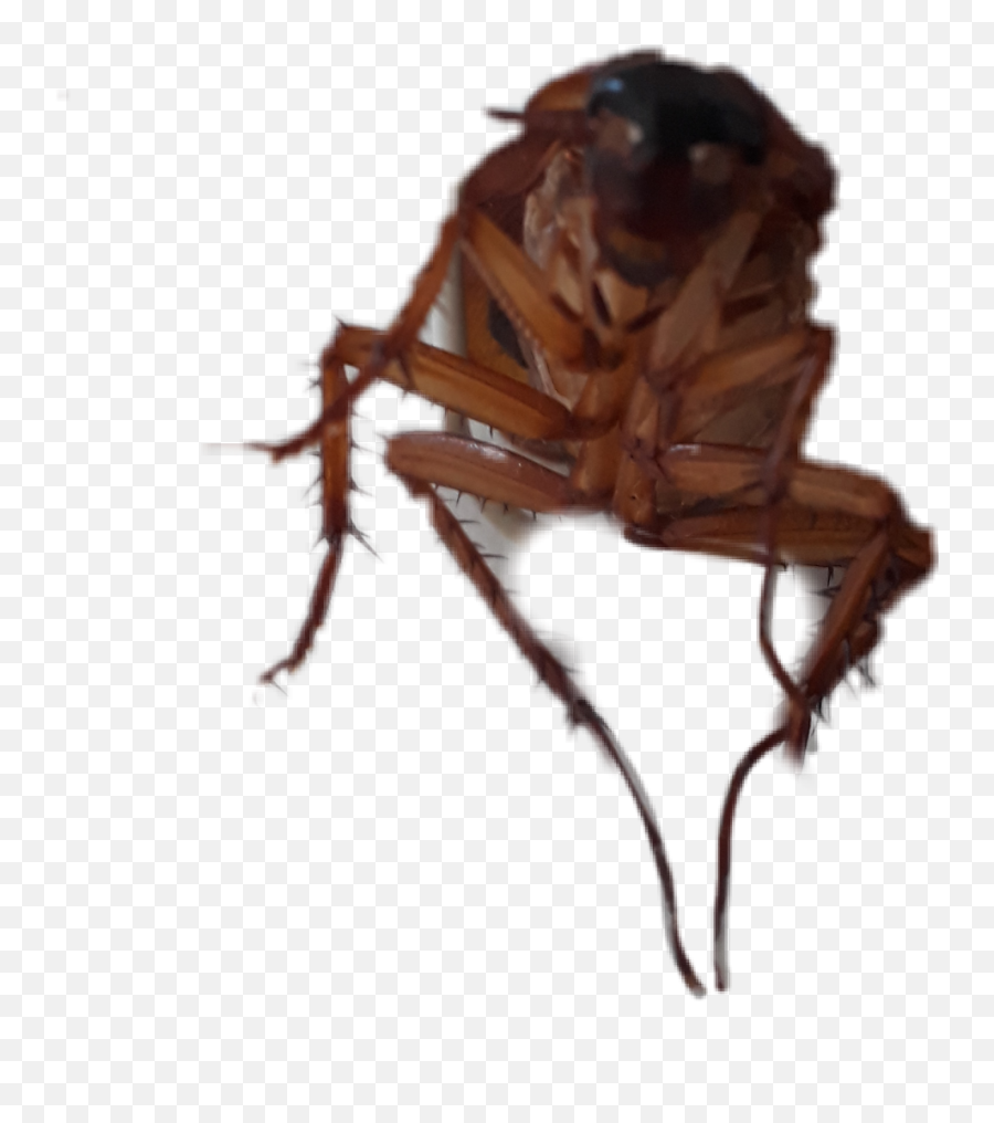 Cockroaches - Insect Emoji,Cockroach Emoji