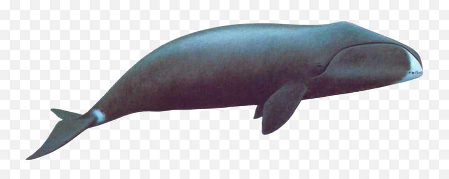Whale Png - Bowhead Whale Png Emoji,Life Preserver Emoji