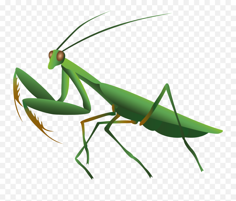 Mantis Png - Mantis Png Emoji,Praying Mantis Emoji