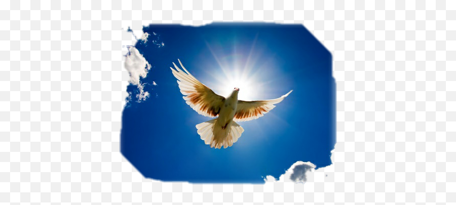 Bird Sky Fly Sun Sunshine - Sun Rays Blue Sky Emoji,Sun And Bird Emoji