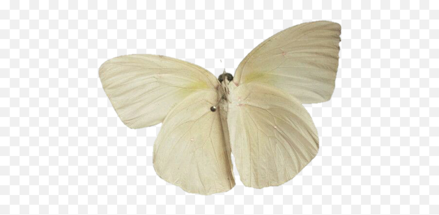 White Moth Wings Beige - Transparent Butterfly Emoji,Moth Emoji