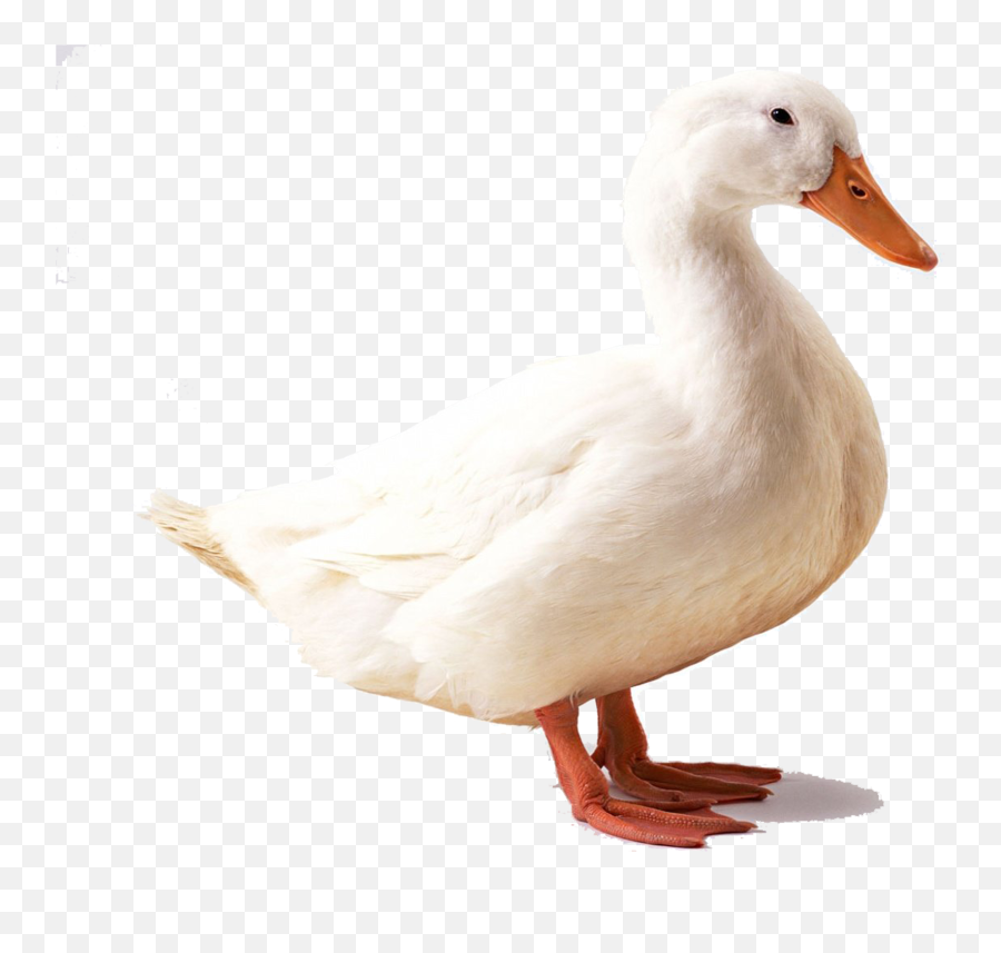 American Pekin Duck Bird Mallard Goose - Duck Png Download White Duck Emoji,Sunset Bird Emoji