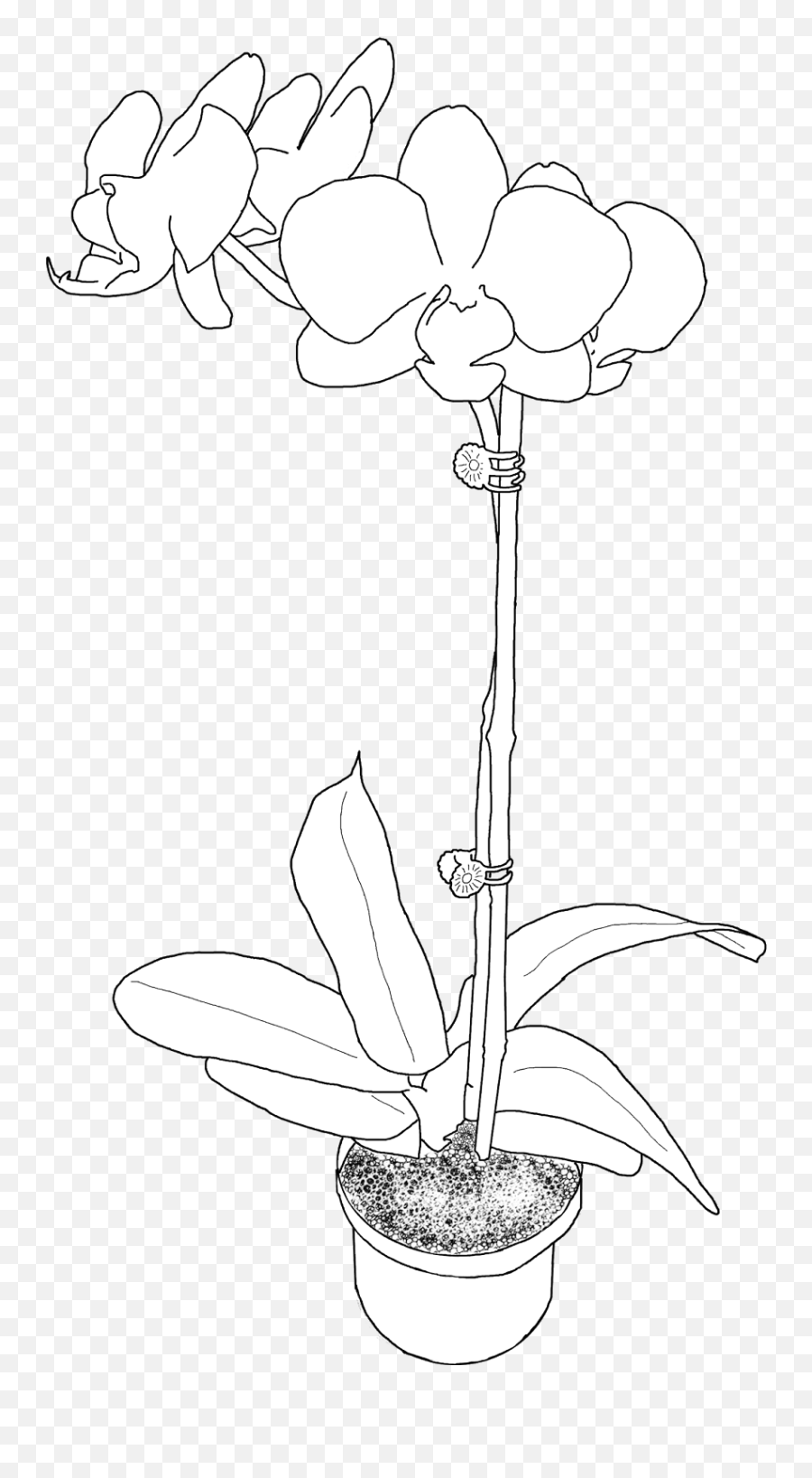 Page 3 For Orchid Clipart - Free Cliparts U0026 Png Orchid Draw Potted Orchid Emoji,Orchid Emoji