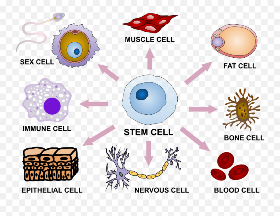 Stem Cell Differentiation - Stem Cells Emoji,Emoji Sex Meanings