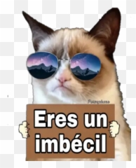 Grumpy Cat Cartel Vijiti Kwa Whatsapp - Grumpy Cat Transparent Png Emoji,Grumpy Cat Emoji