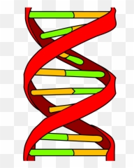 Dna Transparent Png Biological Dna Dna Genetic Clipart - Dna Icon Emoji,Dna Emoji