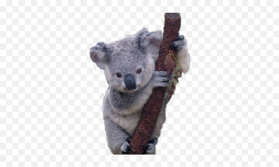 Popular And Trending Coala Stickers On Picsart - Koala Baby Koala Australian Animals Emoji,Koala Emoji Snapchat