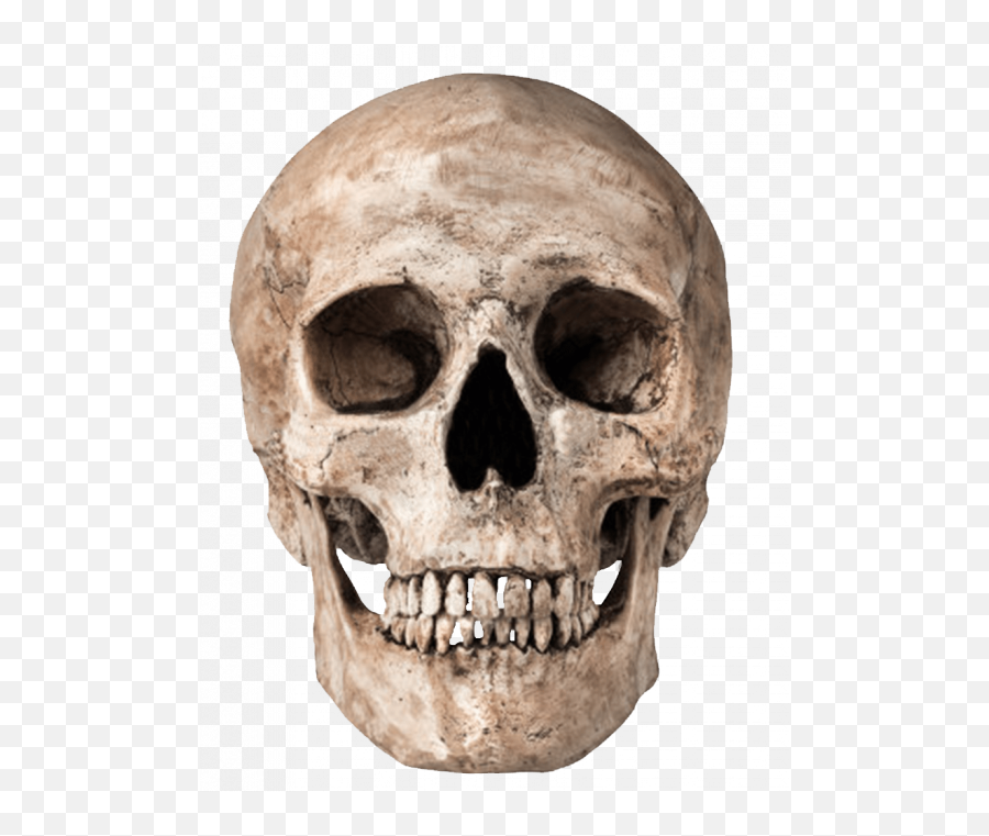Human Skull Pnglib U2013 Free Png Library - Skull Png Transparent Emoji,Teeth Clenched Emoji