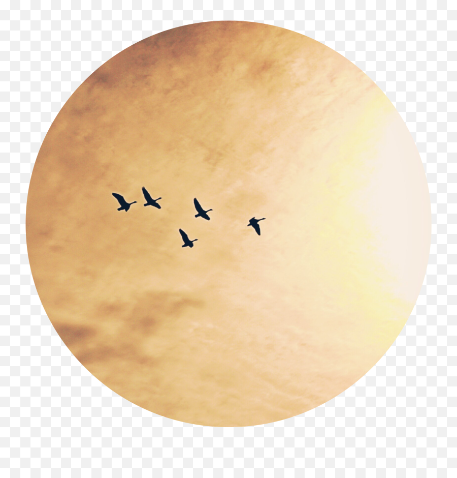 Old Aesthetic Birds Bird Sun Background - Flock Emoji,Sun And Bird Emoji