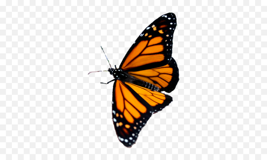 Butterfly On Transparent Background Butterfly Png Aesthetic Emoji Blue Butterfly Emoji Free Transparent Emoji Emojipng Com