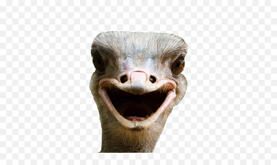 Largest Collection Of Free - Toedit Ostrich Stickers Happy Ostrich Emoji,Ostrich Emoji