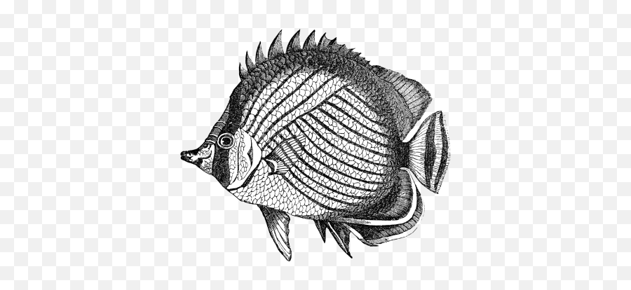 Fish Drawing Free Stock Photo - Copyright Free Animal Drawings Emoji,Emoji Fish Net