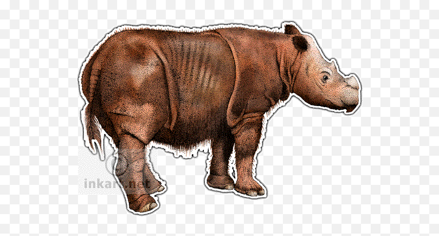 Rhinos Drawing Small Transparent Png - Sumatran Rhino Drawing Emoji,Rhino Emoji