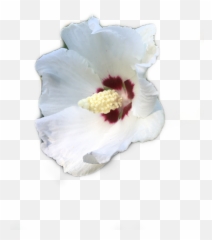 White Bloom Flower Nature Garden Emoji - Chinese Hibiscus