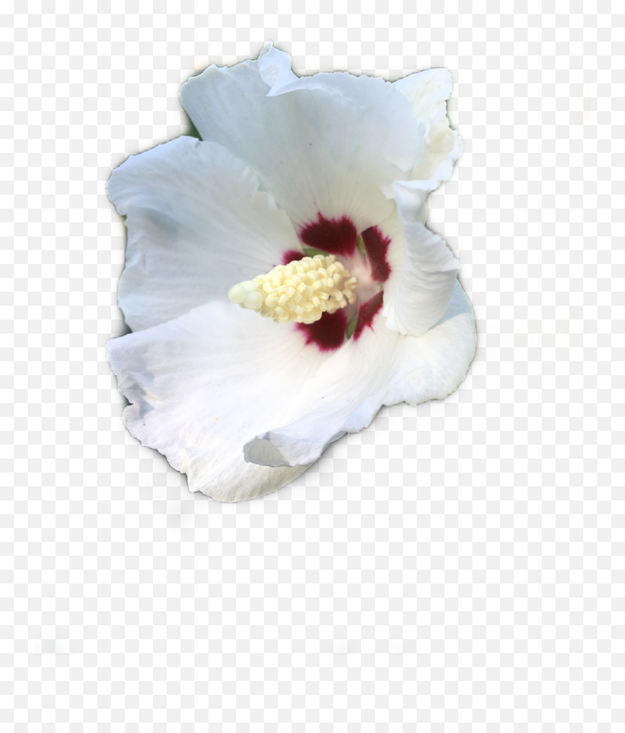 White Bloom Flower Nature Garden Emoji - Chinese Hibiscus,Garden Emoji