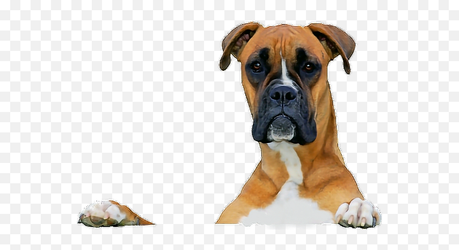 Dog Dogs Boxer Pets Pet Lovepets - Boxer Emoji,Boxer Dog Emoji