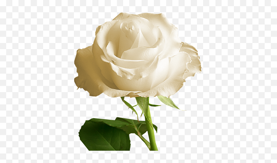 Invisible Background White Rose Clipart - White Rose Gif Transparent Emoji,White Rose Emoji