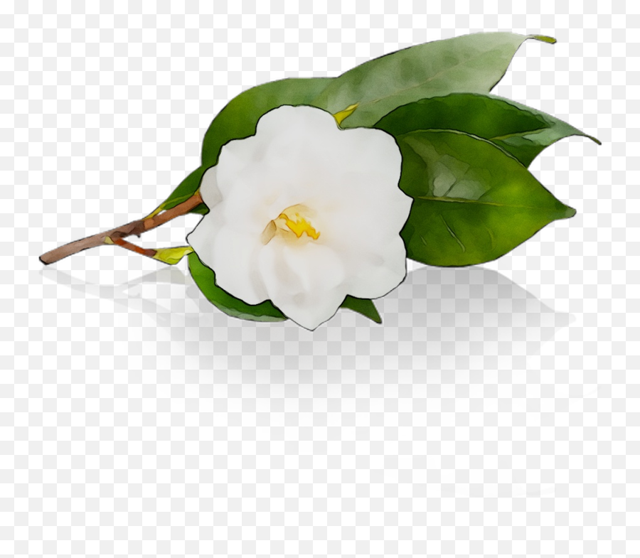 Download Camellia Free Photo Png Clipart Png Free - Portable Network Graphics Emoji,Japanese Flower Emoticon