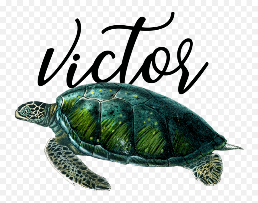 Sea Turtle T - Fungsi Tempurung Kura Kura Emoji,Turtle Emoji
