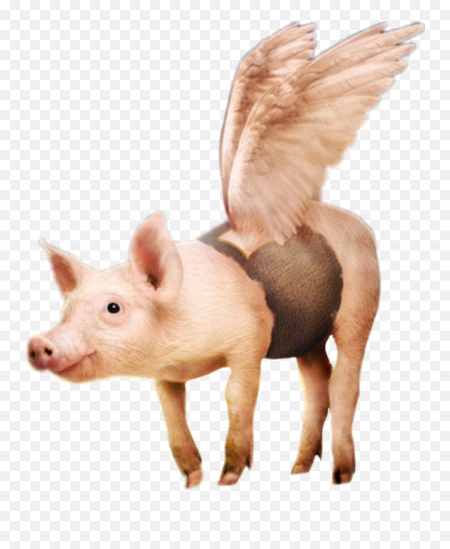 Flying Pig Surreal Scflyinganimals - Photoshop Piggy Emoji,Flying Pig Emoji
