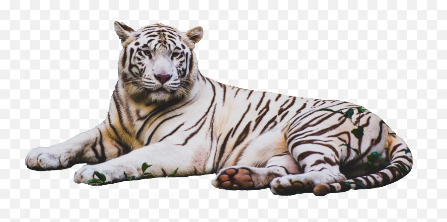 Tiger Stickers - Tiger Wallpaper 4k Emoji,Tiger Emoji