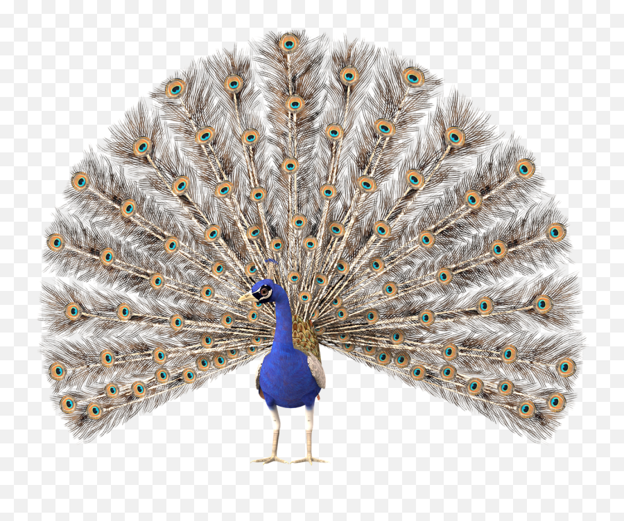 Peacock Bird Eyesofthestars Beautiful - Peacock Clipart Emoji,Peacock Emoji