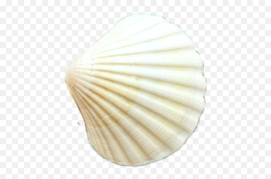 Seashell - Baltic Clam Emoji,Seashell Emoji