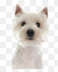 West Highland Terrier Png Free - White Emoji