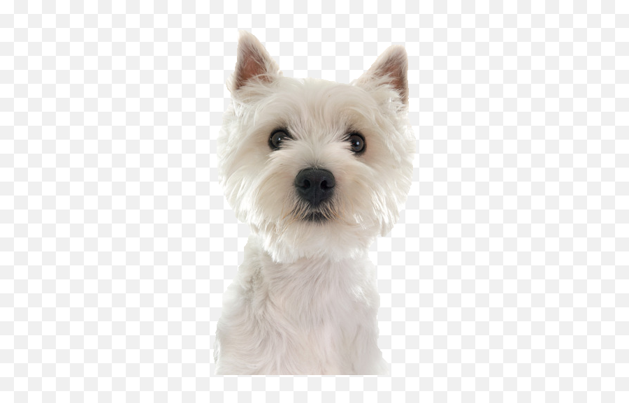 West Highland Terrier Png Free West - West Highland White Terrier Png Emoji,Scottish Terrier Emoji