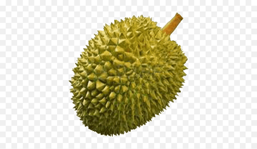 Fruits Durian Transparent Png Clipart - Transparent Durian Png Emoji,Durian Emoji