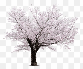 Cherry Blossom Tree Outline Png u0026 Free - Transparent Background Emoji