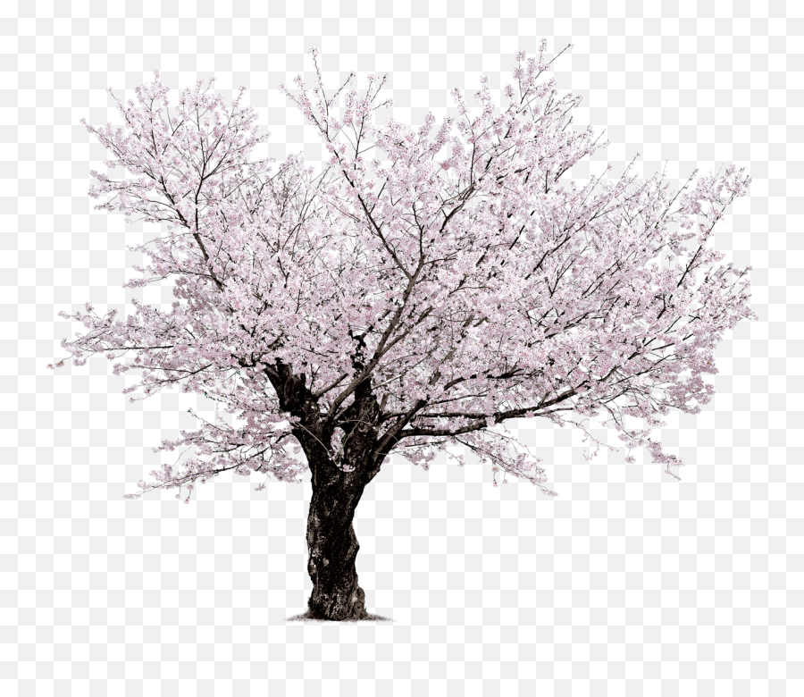 Cherry Blossom Tree Outline Png U0026 Free Cherry Blossom Tree - Cherry Blossom Tree Transparent Background Emoji,Cherry Blossom Emoji