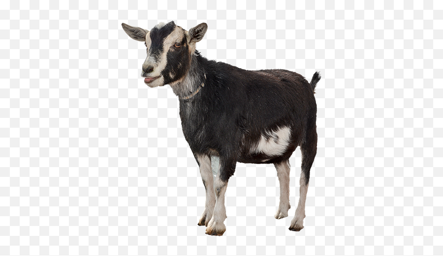 Photoshopped Animals Animals - Transparent Background Goats Png Emoji ...