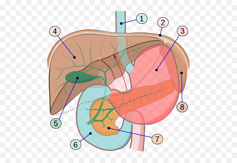 Abdomal Organs - Imagenes De Organo Biologia Emoji,Realistic Emoji