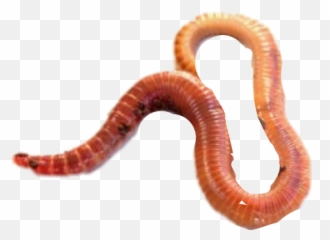 Worm - Red Worms Emoji,Worm Emoji