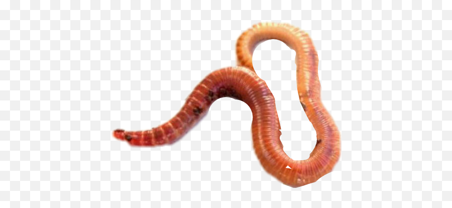 Worm - Red Worms Emoji,Worm Emoji