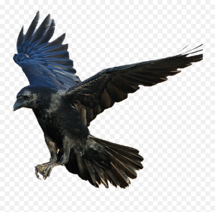 Trending - Flying Crow Bird Emoji,Crow Emoticon