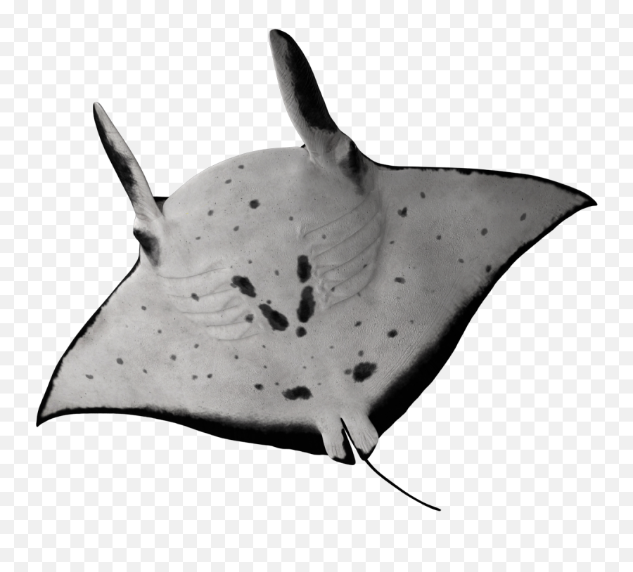 Stingray Ray Underwater Creature - Manta Ray Emoji,Stingray Emoji