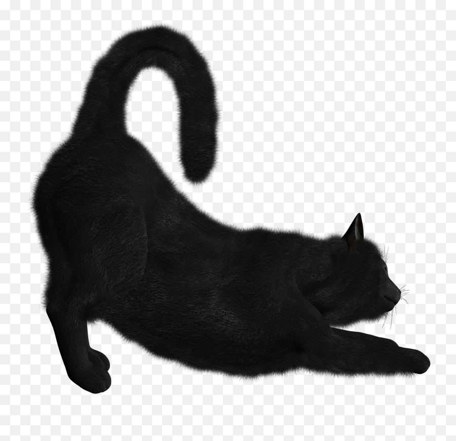 Dead Cat Png U0026 Free Dead Catpng Transparent Images 139923 - Black Cat Png Emoji,Dead Cat Emoji